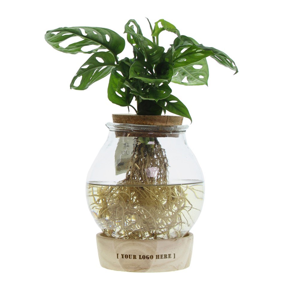 Hydroponie plant in bolglas met ledlicht in giftbox