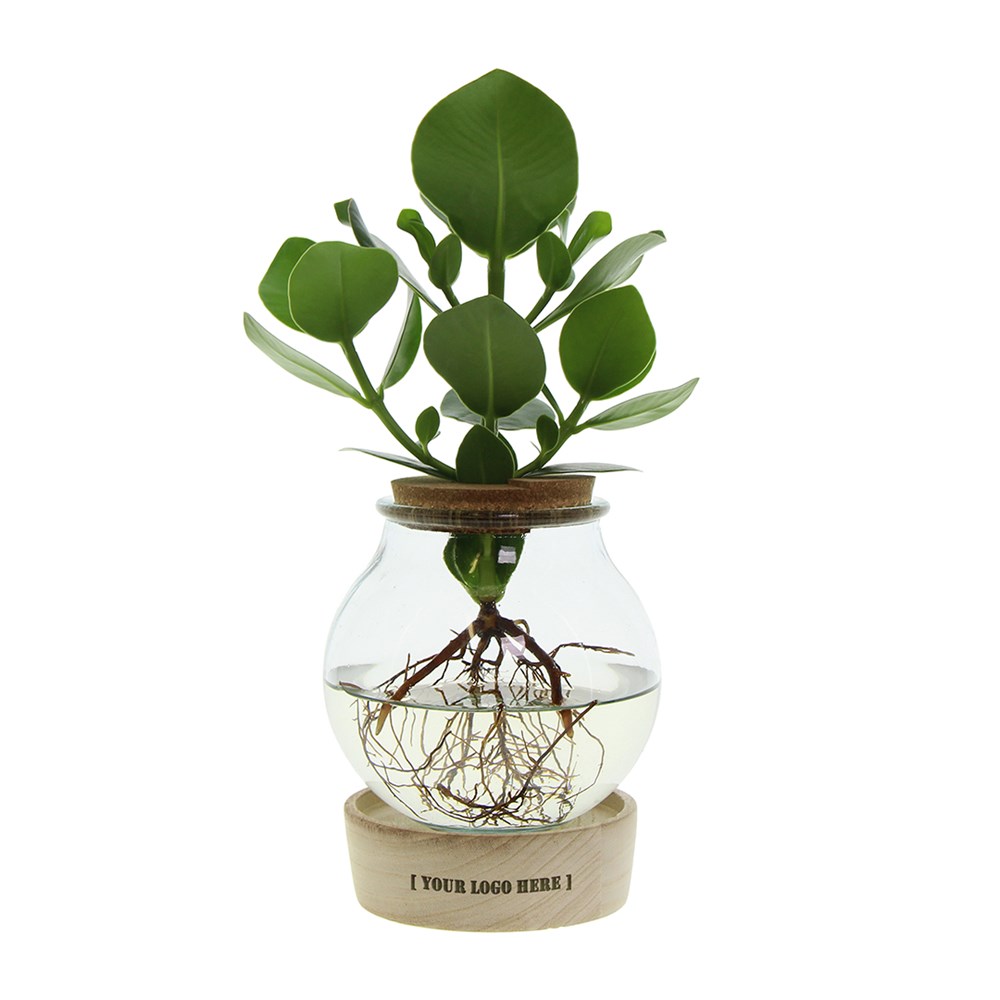 Hydroponie plant in bolglas met ledlicht in giftbox