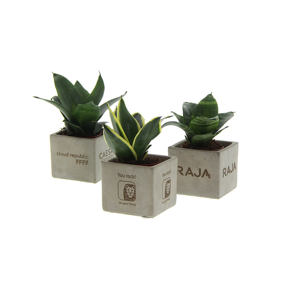 Congreet® plantpots, In giftbox